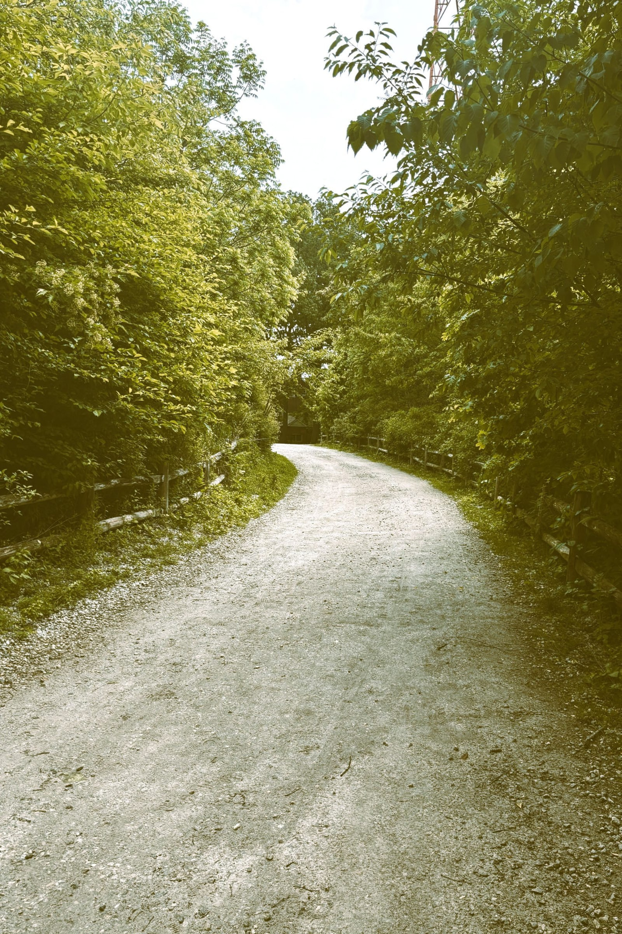 A gravel path curving through a leafy green forest